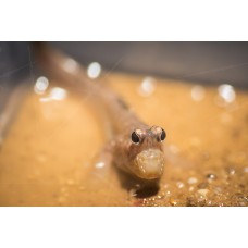 Saltarin del fango - Periophtsalmus